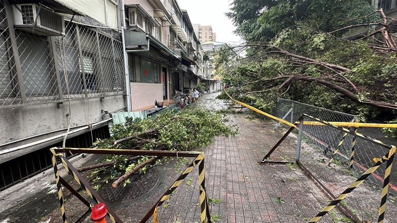 驚！北科大10米高路樹倒塌　1學生慘被壓