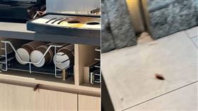 萬客什鍋驚見蟑螂　稽查揪2缺失最重罰2億