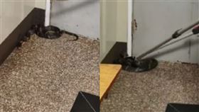 6旬婦聽見敲門聲…開門一看竟是「1公尺長眼鏡蛇」！當場嚇壞報警。（圖／翻攝自杭州日報微博）