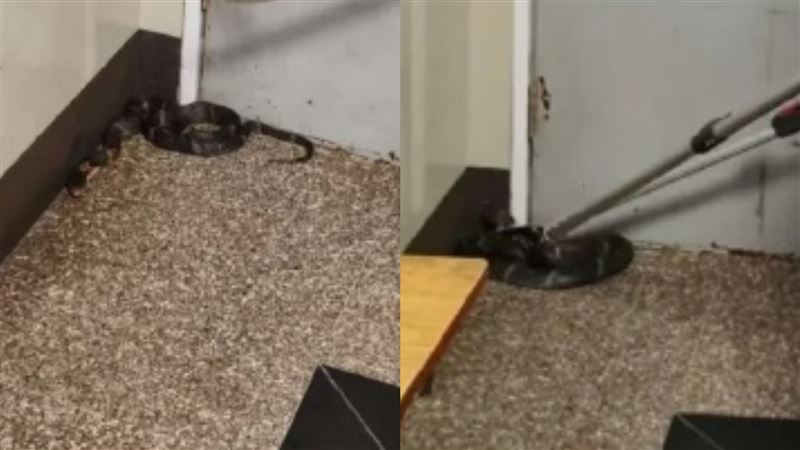 6旬婦聽見敲門聲…開門竟是1公尺長眼鏡蛇