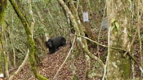 殘忍！台灣黑熊陳屍瀑布　左胸中彈慘死(圖/翻攝畫面)