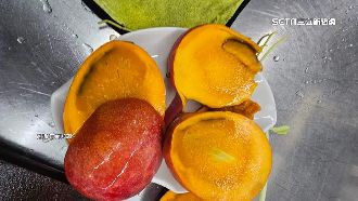 整箱芒果一半都爛掉！其他攤販：果蠅咬的