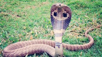 渡假村弄蛇表演釀命案！遊客遭毒蛇咬慘死