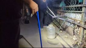 社子島傳出大量蛇，民眾家中也有眼鏡蛇入侵。（圖／里幹事提供）