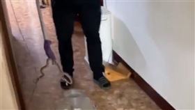 社子島傳出大量蛇，民眾家中也有眼鏡蛇入侵。（圖／里幹事提供）