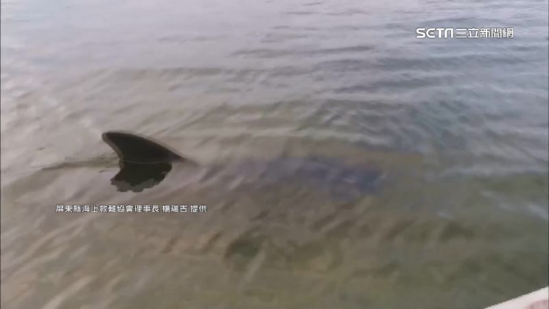 領航鯨迷途3天2度現身　體態飽滿重回大海
