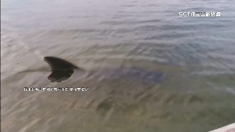 領航鯨迷途3天2度現身　體態飽滿重回大海