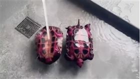 火龍果吃不完餵烏龜！隔天竟成「紅龜粿」