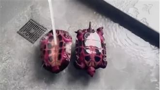 火龍果吃不完餵烏龜！隔天竟成「紅龜粿」