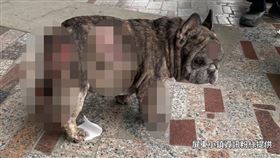 法國鬥牛犬,肇事逃逸,屏東市,自小客