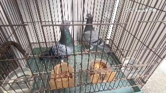 沒在抓？北市府近3年取締放生「掛鴨蛋」