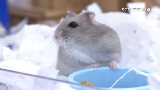 就是走私！「小紅書」網購倉鼠可判7年