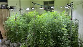 種西瓜太辛苦，農民躲透天厝，深居簡出，改行種大麻，半年賺5700萬，442株市價2億全被抄(圖／翻攝畫面)