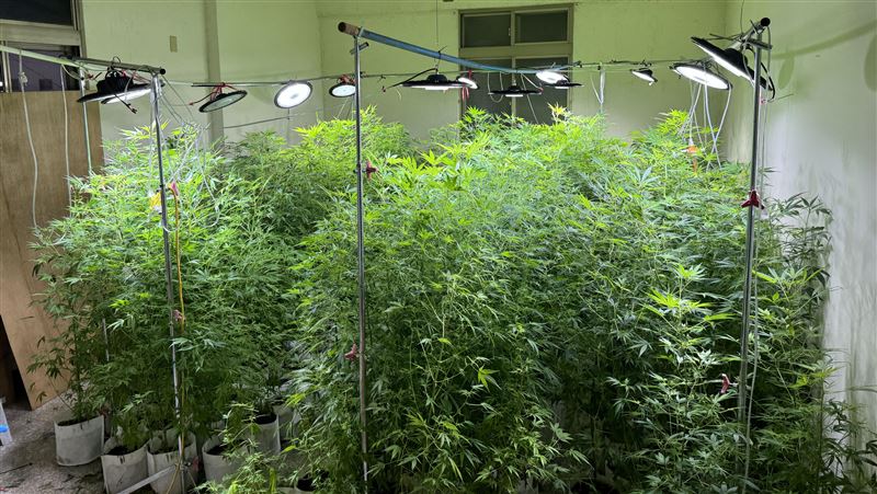 嫌種西瓜賺太少！農夫改行「自囚」種大麻