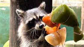 台南,頑皮世界,端午,龍舟,冰粽,Baby Shark