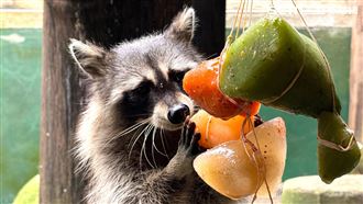 頑皮世界挑戰最大立蛋！動物吃冰粽過端午