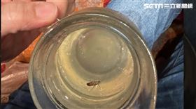 以為喝到梅子，細看卻是蟑螂，且不斷在茶壺中扭動，原po憂心清消沒死的蟑螂不曉得有沒有吃到藥水。
