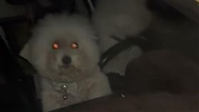 民眾開手電筒湊近一看比熊犬反應更加激烈疑似求救。