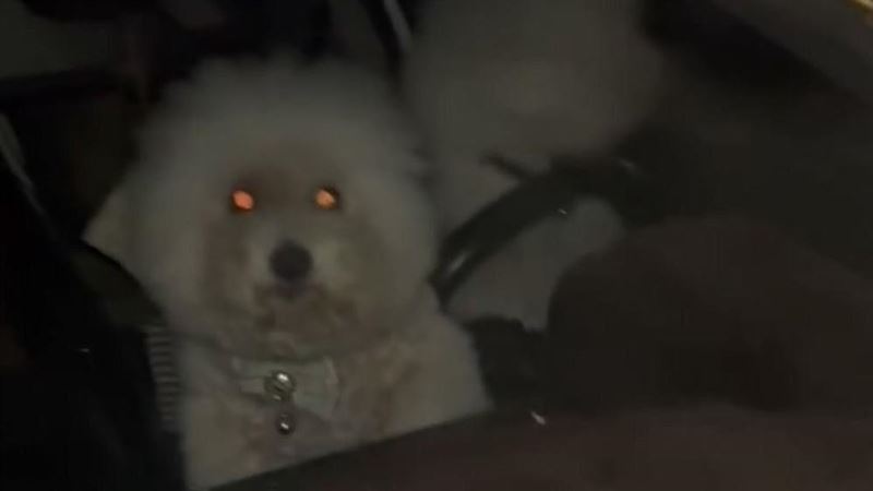高雄3犬關車內「悶成熱狗」動保處要罰了