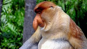 長鼻猴,性能力,後宮,交配,繁衍