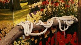 白蛇廟,桃園,楊梅,端午節