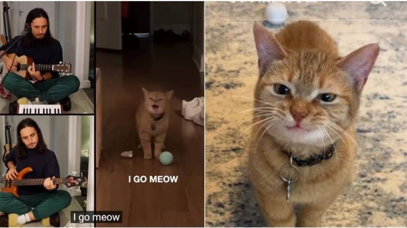 迷因貓Cala當天使了！飼主難過證實死訊
