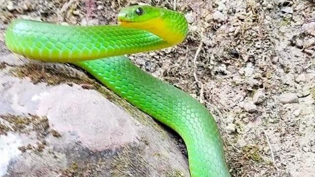 端午前遇亮綠青蛇！全場驚呼：好運要來了