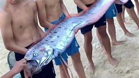 越南順化市海岸日前出現一條俗稱「地震魚」的皇帶魚，當地民眾擔憂恐發生災難。（圖／翻攝臉書）