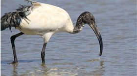 埃及聖䴉是外來鳥種，且掠奪白鷺鷥等本土鳥類的棲息地。（圖／翻攝自臉書「外來鳥種埃及聖䴉防治宣導」）