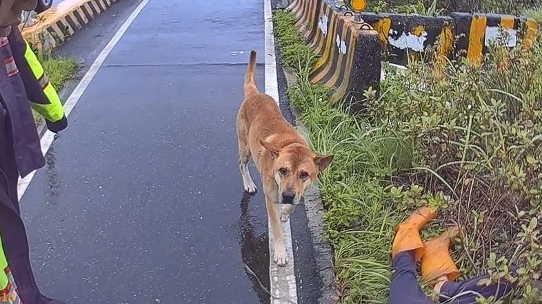 台版忠犬小8！主人倒路邊死守不離警動容