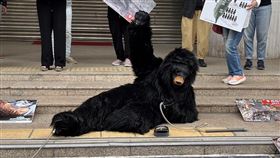 動團反對改良版山豬吊  疾呼修改野保法全面禁用立法院經濟委員會11日審查野保法有關捕獸鋏之使用修正草案，場外多個動保團體串聯舉行記者會，並演出台灣黑熊遭山豬吊斷肢行動劇，疾呼全面禁用。中央社記者楊淑閔攝  113年4月11日