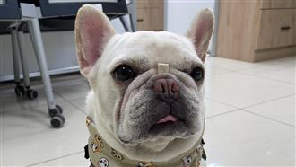 再5年「寵物產業」將翻倍！夯翻天原因曝