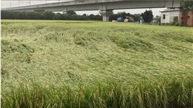 彰化縣今天有間歇性大雨，南彰化已有零星稻作有倒伏情形。圖／民眾提供
