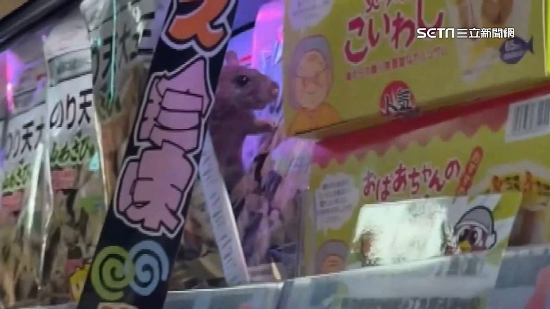 西門町唐吉訶德又出包　老鼠出沒對客眨眼