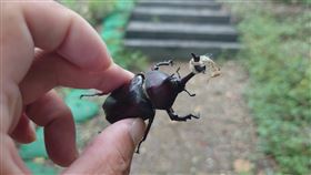 彰化花壇大嶺巷，獨角仙遭惡搞，犄角套繩打死結，遊客斥：太惡劣(圖／翻攝畫面)