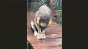 高雄壽山動物園昨天（2日）在臉書上傳一段非洲獅「小辛」低頭淋雨地的影片，園方PO文指出，做錯事的小辛…..被小乖（老婆）逐出家門..雨中罰站！這則影片吸引超過6萬人觀看，非洲獅「小辛」無辜的表情引起網友熱議。