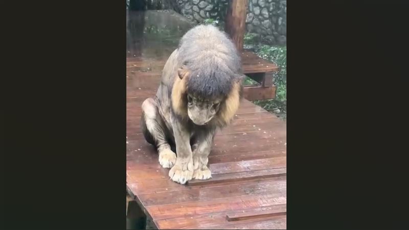 被老婆逐出家門　非洲獅「雨中罰站懺悔」