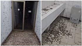 清大,蟑螂,大水螞蟻,宿舍（圖／翻攝自Threads、翻攝畫面）