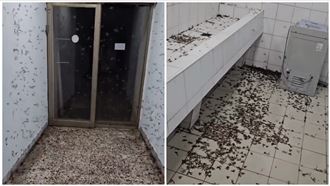 男宿「蟑螂親戚」入侵　清大生崩潰：快逃