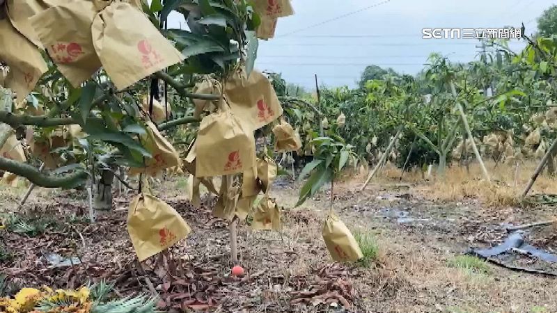 受天災影響，產量銳減，今年批發價貴了一倍。（圖／翻攝畫面）