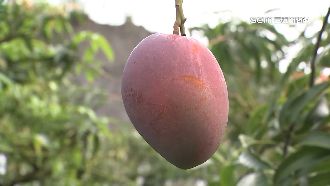 愛文芒果產季到　警啟動「鷹眼護果」專案