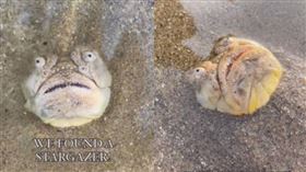 沙灘驚見「人面怪魚」！露齒瞪眼臉朝天　專家揭恐怖真相：不能碰