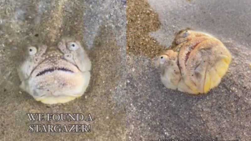 沙灘驚見人面怪魚　專家揭恐怖真相：別碰