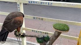 燒烤店老鷹啄傷狗　飼主求償10萬！法院判賠190元