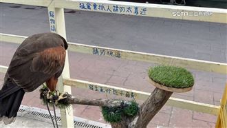 燒烤店老鷹啄傷狗　法院判賠190元醫療費