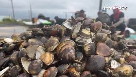 文蛤又暴.斃1800