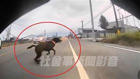 寵物,飼主,機車,車道,騎士,潮州鎮,屏東,黑狗