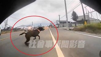 黑狗突竄出…衰騎士撞上！倒地零件碎一地