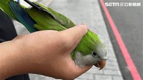 肇事者是一隻鸚鵡，雙腳受傷，走路一跛一跛，熱心帶鸚鵡去看獸醫救治，由於鸚鵡未植晶片，陳性騎士已先將它帶回照顧。（圖／翻攝畫面）