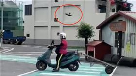 氣噗噗！騎士停紅燈遇「憤怒鳥」俯衝猛啄
